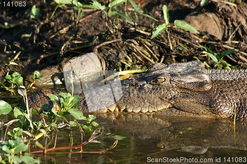 Image of lazy croc