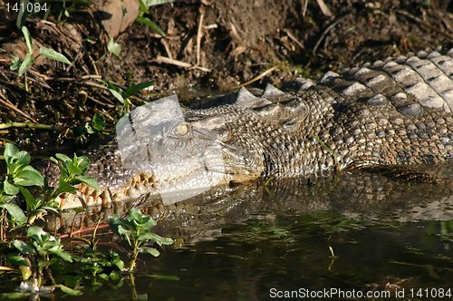 Image of lazy crocodile