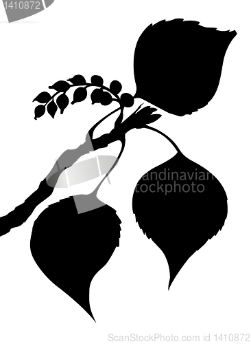 Image of vector sheet of the poplar on white background