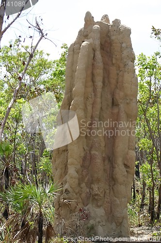 Image of termite hill