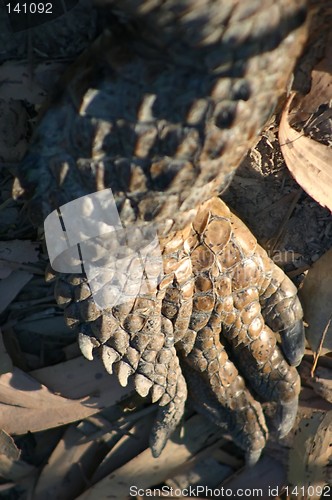 Image of croc food