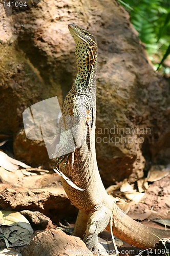 Image of standing lizzard