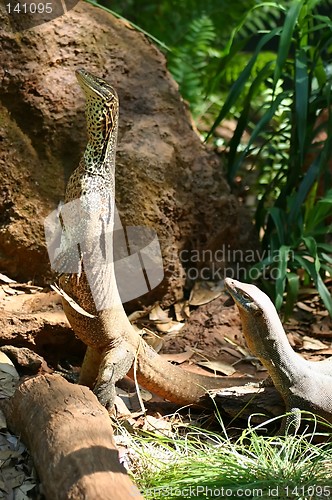 Image of lizzards