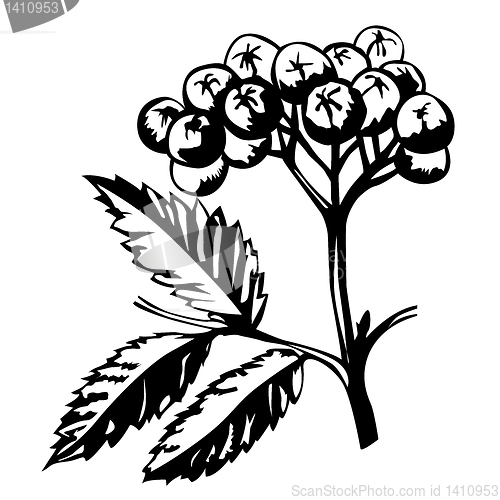 Image of vector silhouette of rowanberry on white background