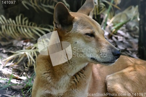 Image of dingo