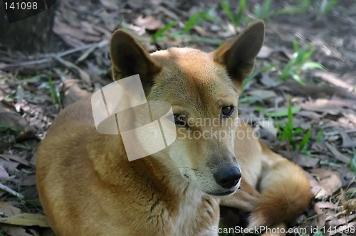 Image of dingo