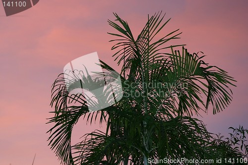 Image of palm at sunset