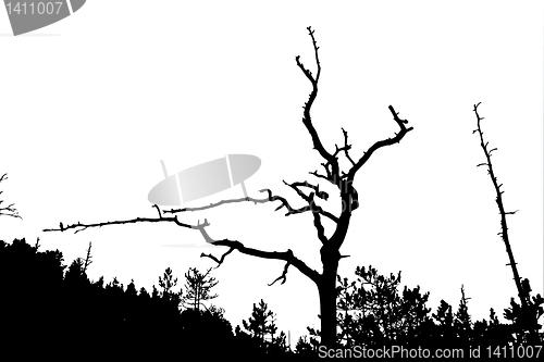 Image of vector drawing
