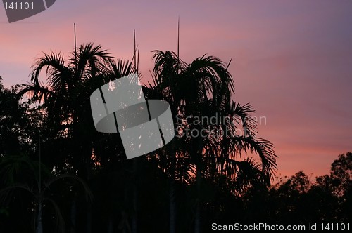 Image of palns at sunset