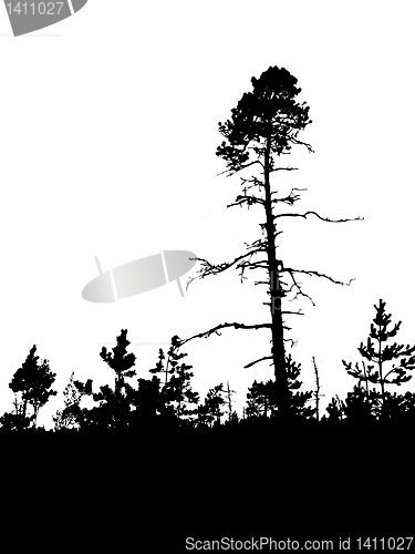 Image of vector drawing