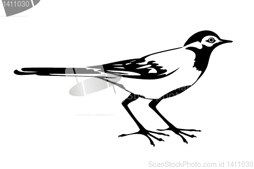 Image of vector silhouette of the wagtail on white background