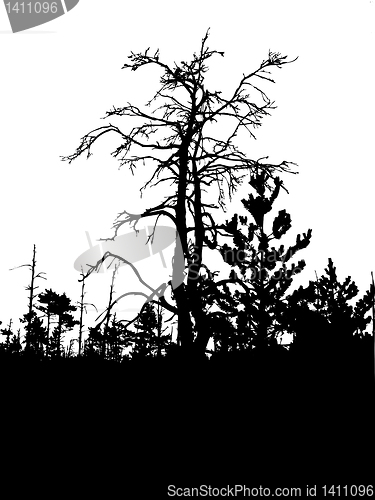 Image of vector drawing
