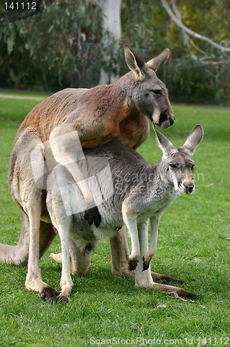 Image of loving kangaroos