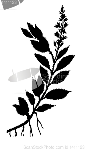 Image of vector drawing