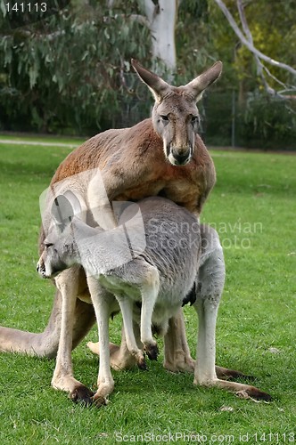 Image of loving kangaroo