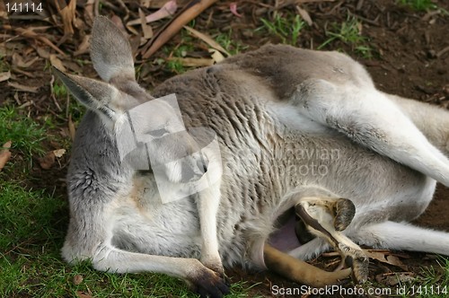 Image of kangaroo with baby in bag