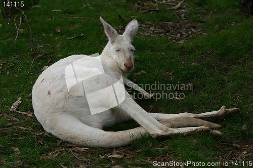 Image of white kangaroo