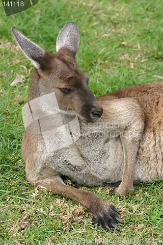 Image of lazy kangaroo