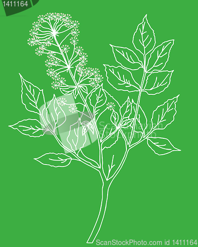 Image of vector drawing