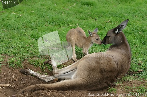 Image of kangaroo with baby