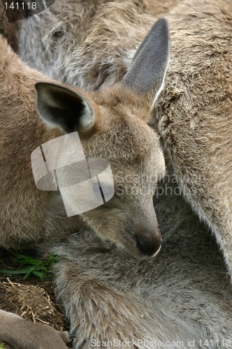 Image of kangaroo baby