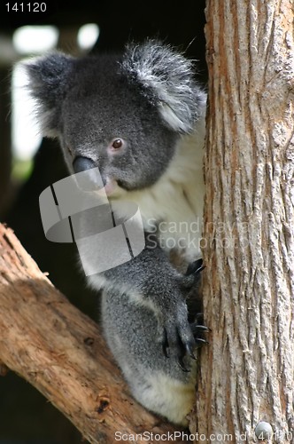 Image of koala