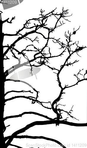 Image of vector drawing