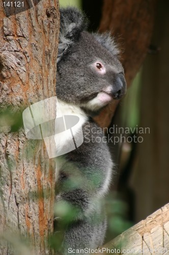 Image of koala