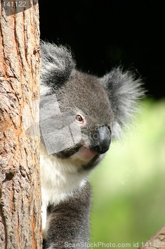 Image of koala