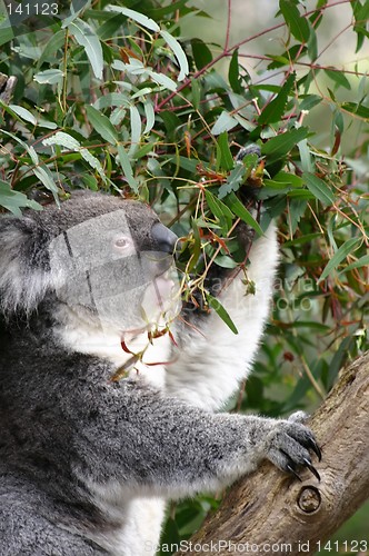 Image of eating koala