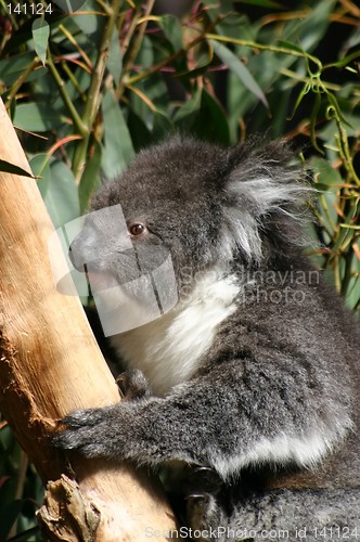 Image of koala