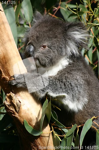 Image of koala