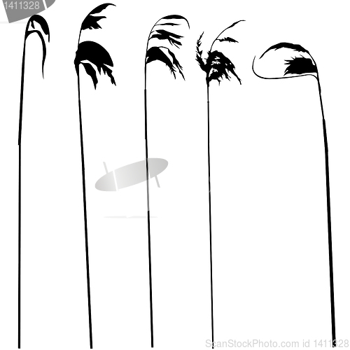 Image of vector drawing