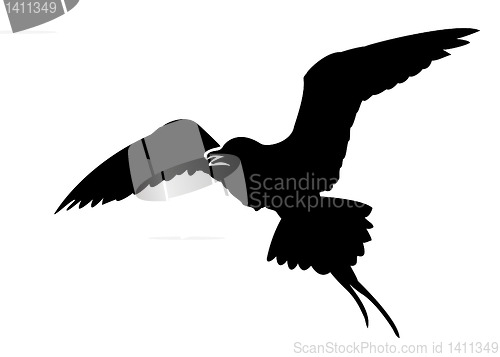 Image of vector silhouette of the sea bird on white background