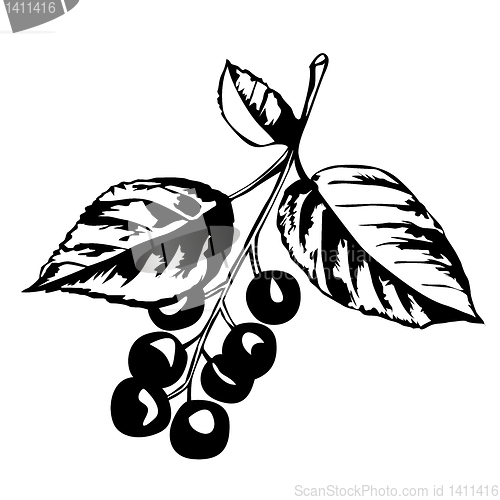 Image of vector silhouette of the a kind of cherry tree on white backgrou