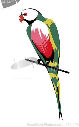 Image of parrot on white background