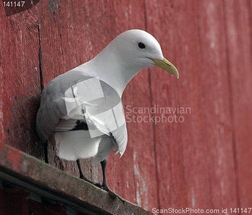 Image of Black-legged Kittiwake