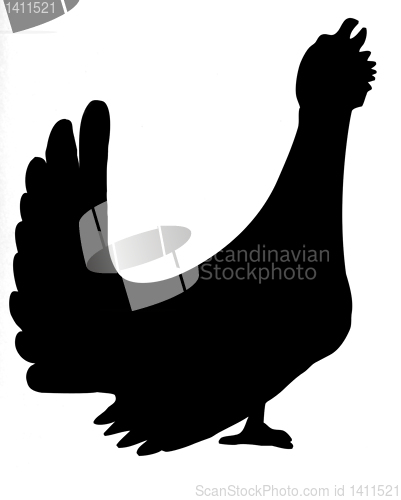 Image of vector silhouette capercaillie on white background