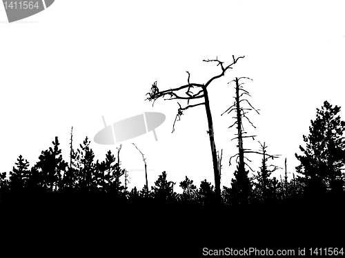 Image of vector drawing