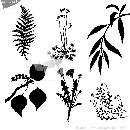 Image of vector set of the plants on white background