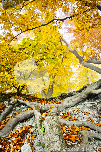 Image of yellow autumn forest