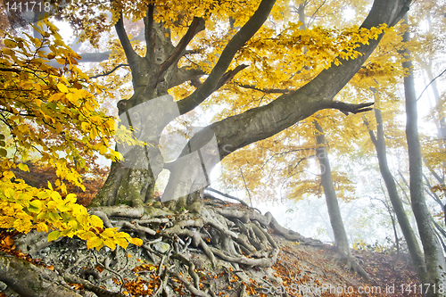 Image of yellow autumn forest