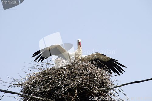 Image of Stork family on the nest