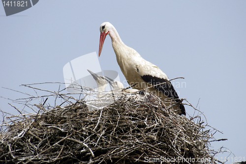 Image of Stork family on the nest