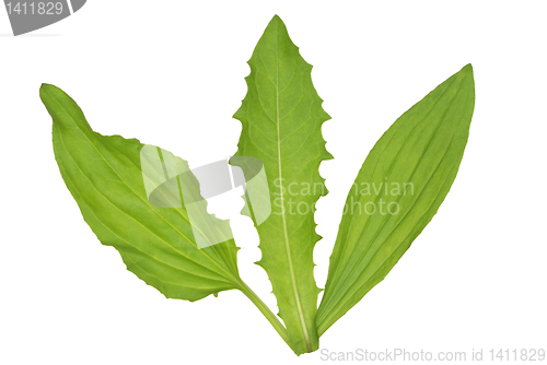Image of Leaves.