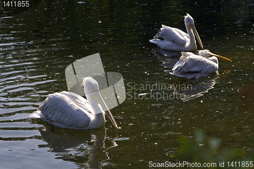 Image of Pelicans