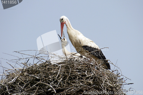 Image of Stork family on the nest