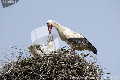 Image of Stork family on the nest