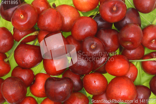 Image of Sweet cherry fruits.