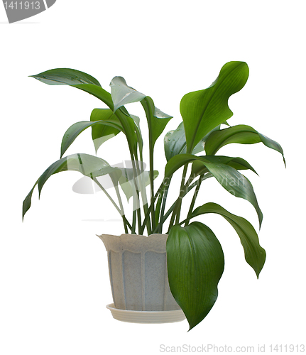 Image of Indoor plant.